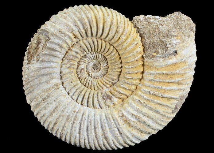 Perisphinctes Ammonite - Jurassic #68182